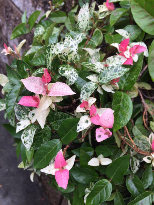 メルカリ へデラ2種と初雪カズラ 挿し穂数本 植物 観葉植物 380 中古や未使用のフリマ