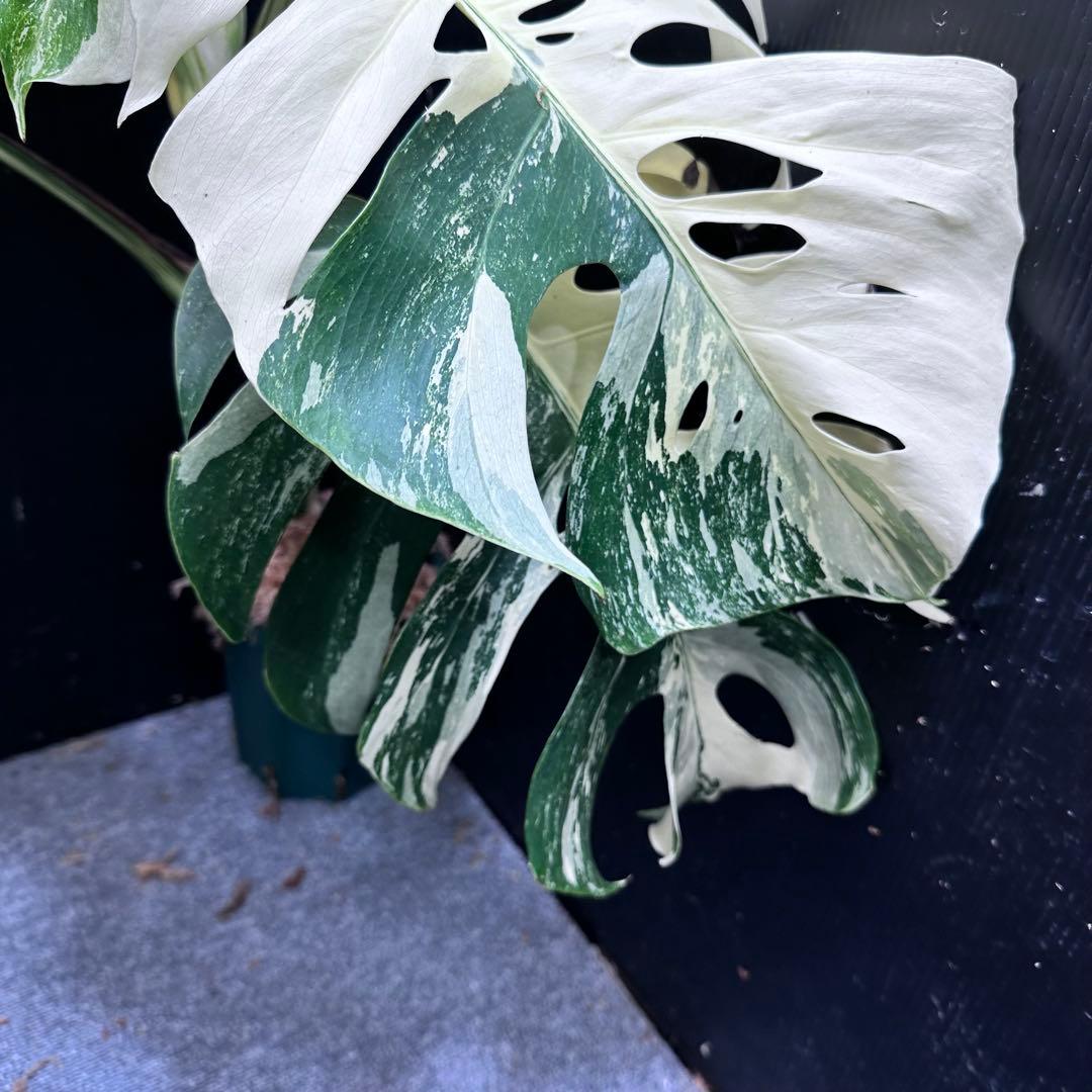 モンステラ斑入りホワイトタイガー極美散り斑高さ78cm ボルシギアナ モンステラ斑入りホワイトタイガー極美散り斑高さ78cm ボルシギアナ