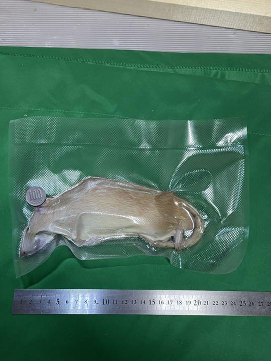期間限定キャンペーン 【爬虫類様 専用】冷凍ラット 200~250g 18匹 14匹 60~100g 爬虫類/両生類用品 - michiganestateplanning.com 期間限定キャンペーン 【爬虫類様 専用】冷凍ラット 200~250g 18匹 14匹 60~100g 爬虫類/両生類用品 - michiganestateplanning.com