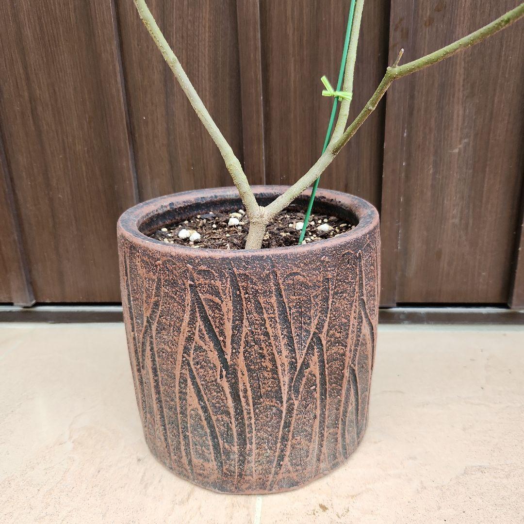 オリーブ　ネバディロブランコ　デザインテラコッタ鉢植え　苗木