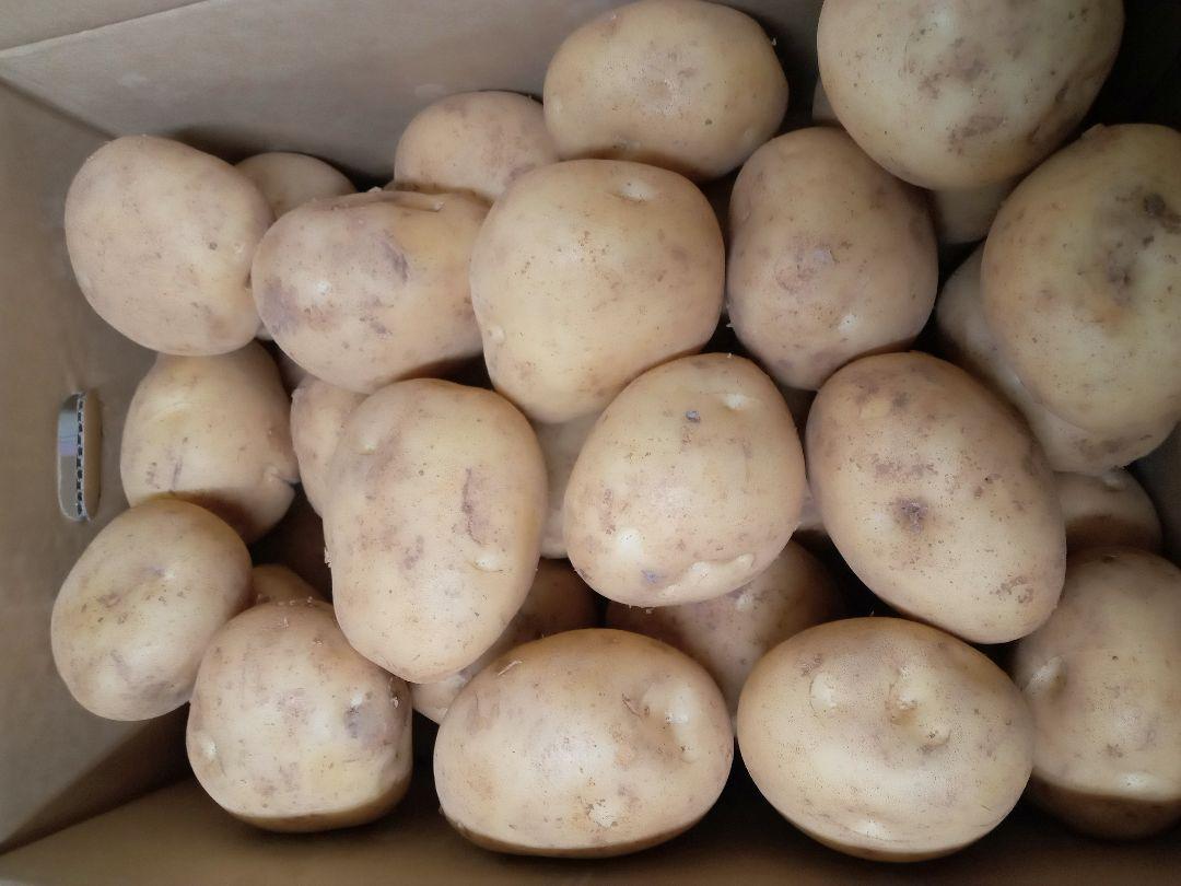 大容量特価！鹿児島産新ジャガイモ20kg大サイズ
