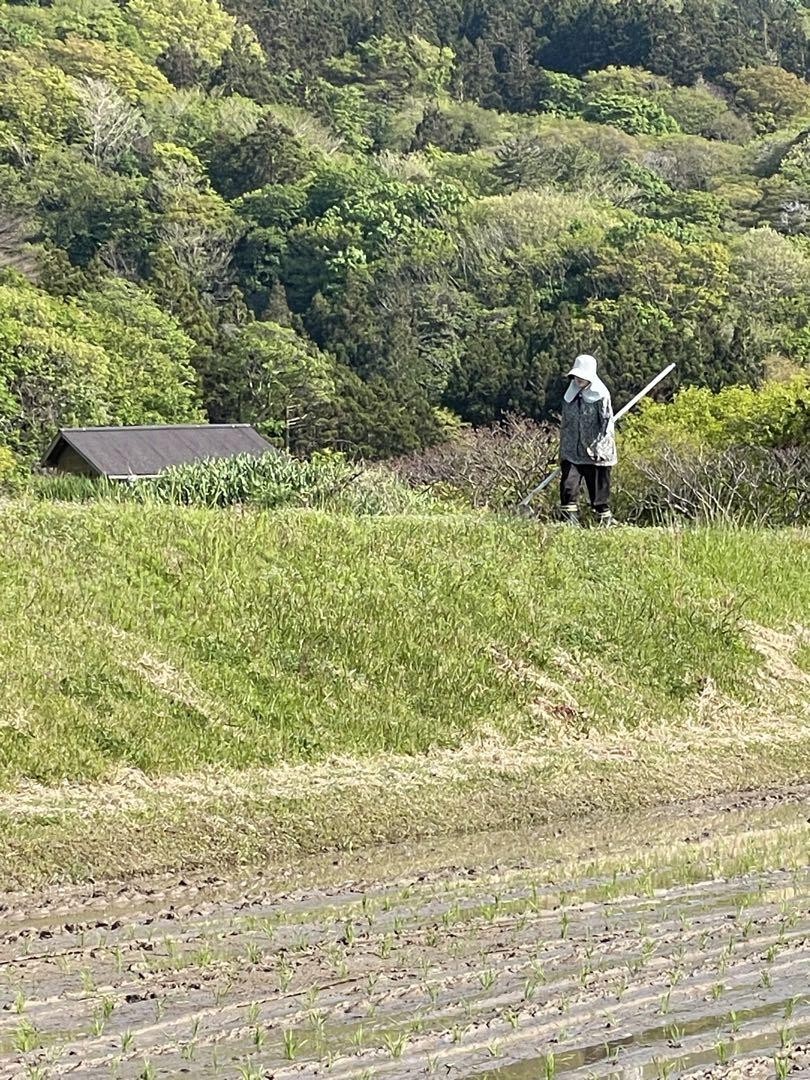 令和6年産　新米　佐渡産コシヒカリ　30kg 玄米　５割減減特別栽培米
