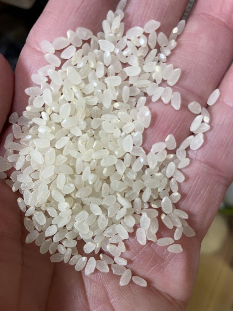 令和6年産　新米　佐渡産コシヒカリ　30kg 玄米　５割減減特別栽培米