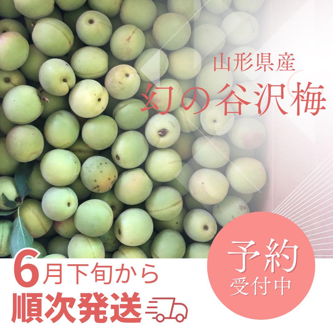 山形県産幻の谷沢梅 青梅1.2キロ 完全無農薬 朝採り新鮮 梅酒 梅