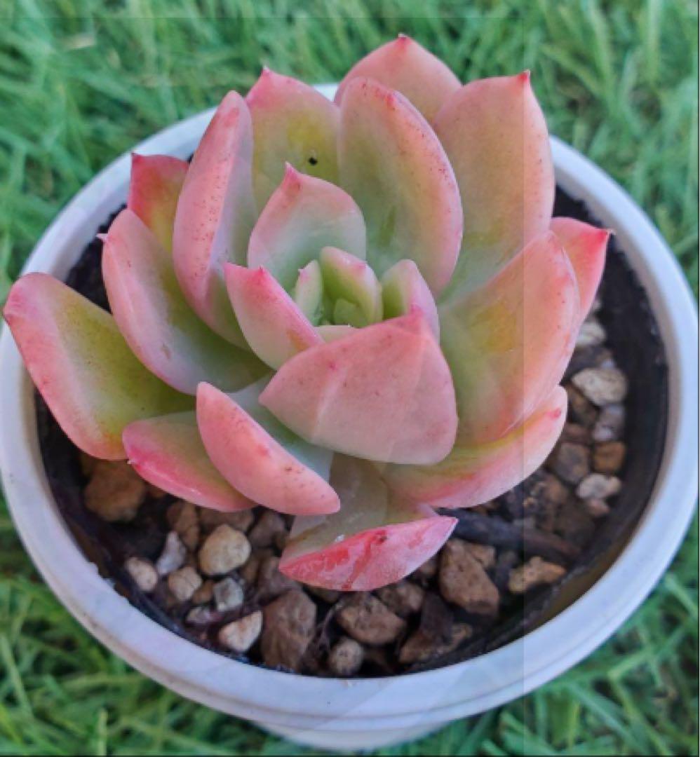 【多肉植物】エケベリア ルエラ 抜き苗