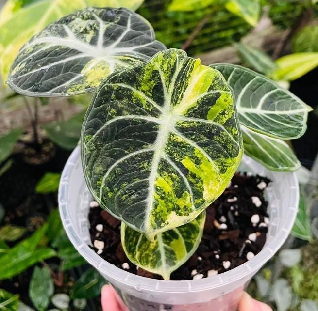 アロカシア Alocasia Backvelvet ninja No3