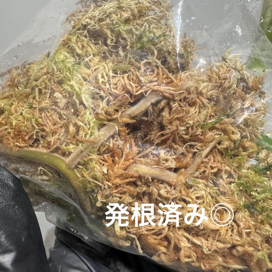 極上親株の茎！斑入りモンステラ ホワイトタイガー ハーフムーン