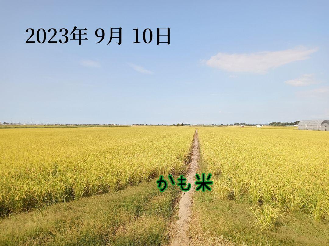 無農薬米新潟県産コシヒカリ15k