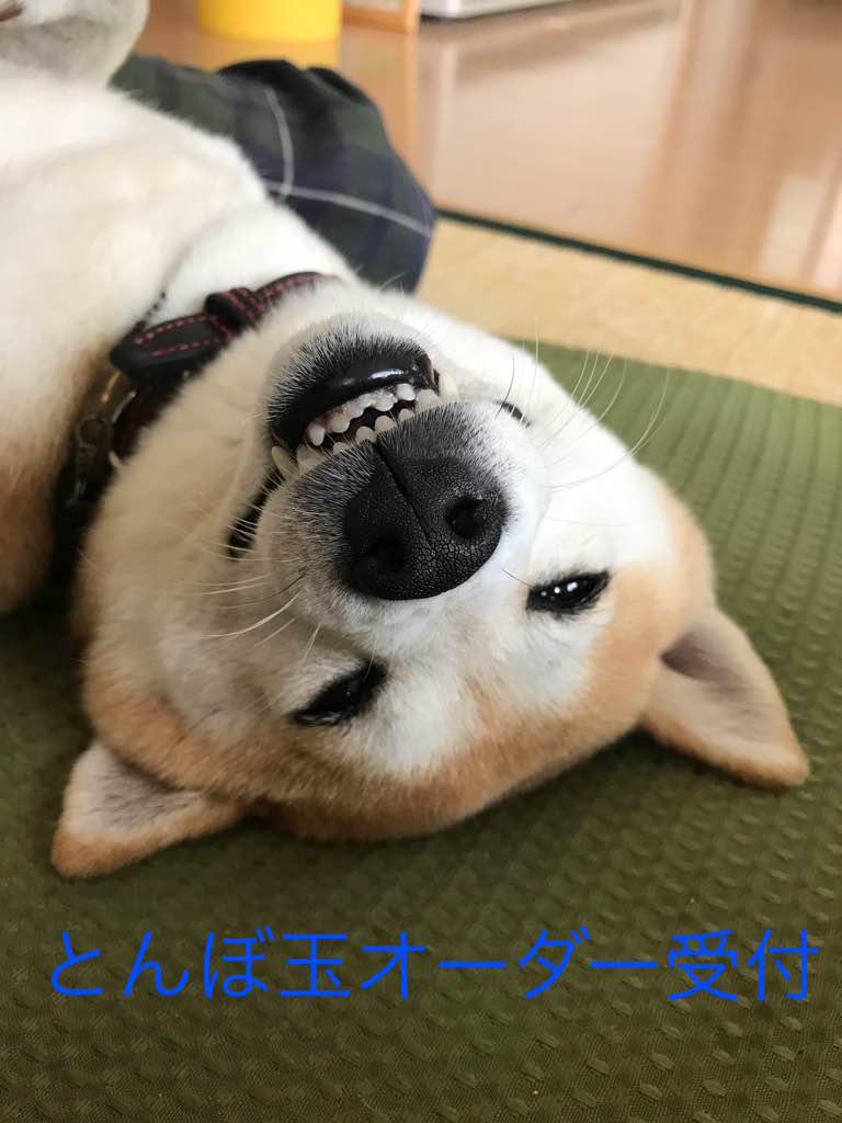 半額SALE/ とんぼ玉 オーダー受付 一旦停止です。 各種パーツ 素材 の割引クーポン 金曜日受付❤️ラストです シャンプー