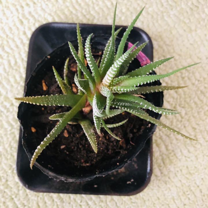 多肉植物 ハオルチア ハオルシア 十二の巻 15