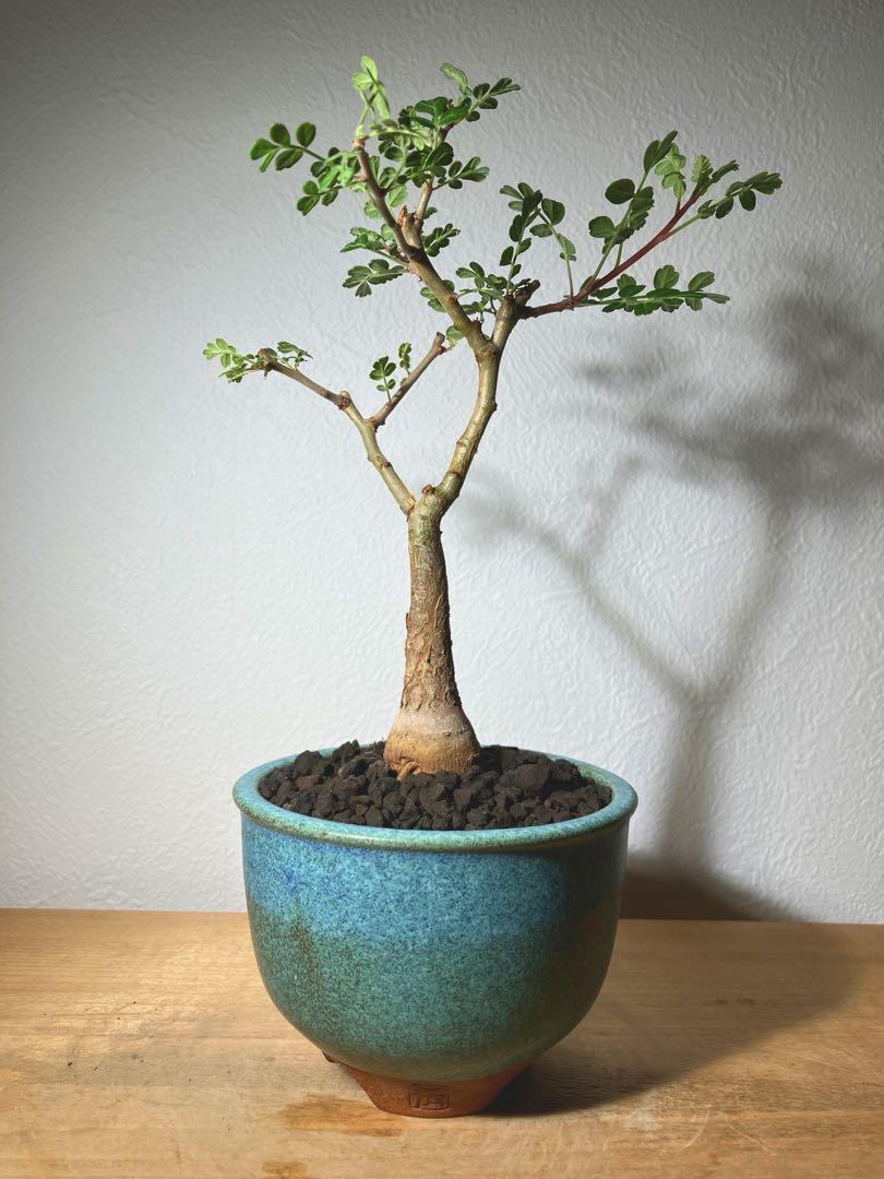 パキコルムス　ディスカラー 象の木 実生 陶器鉢 パキコルムス ディスカラー 象の木 実生 伝市鉢 陶器鉢 ② 塊根