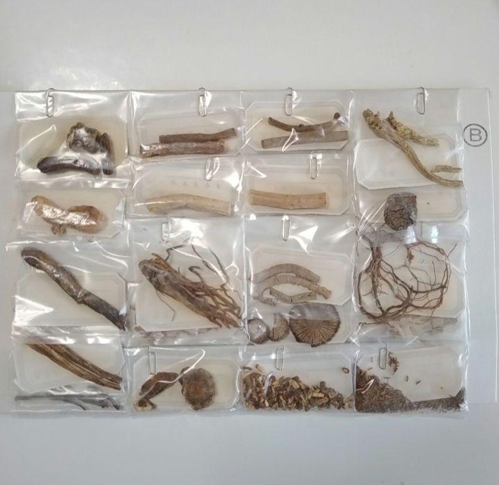 生薬　標本　一覧　80種　中井廣進堂　漢方　薬膳