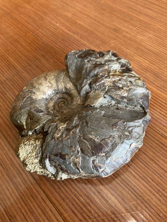 北海道 アンモナイト 夕張産 化石 / 三葉虫 恐竜 釣り 夏休み 自由研究