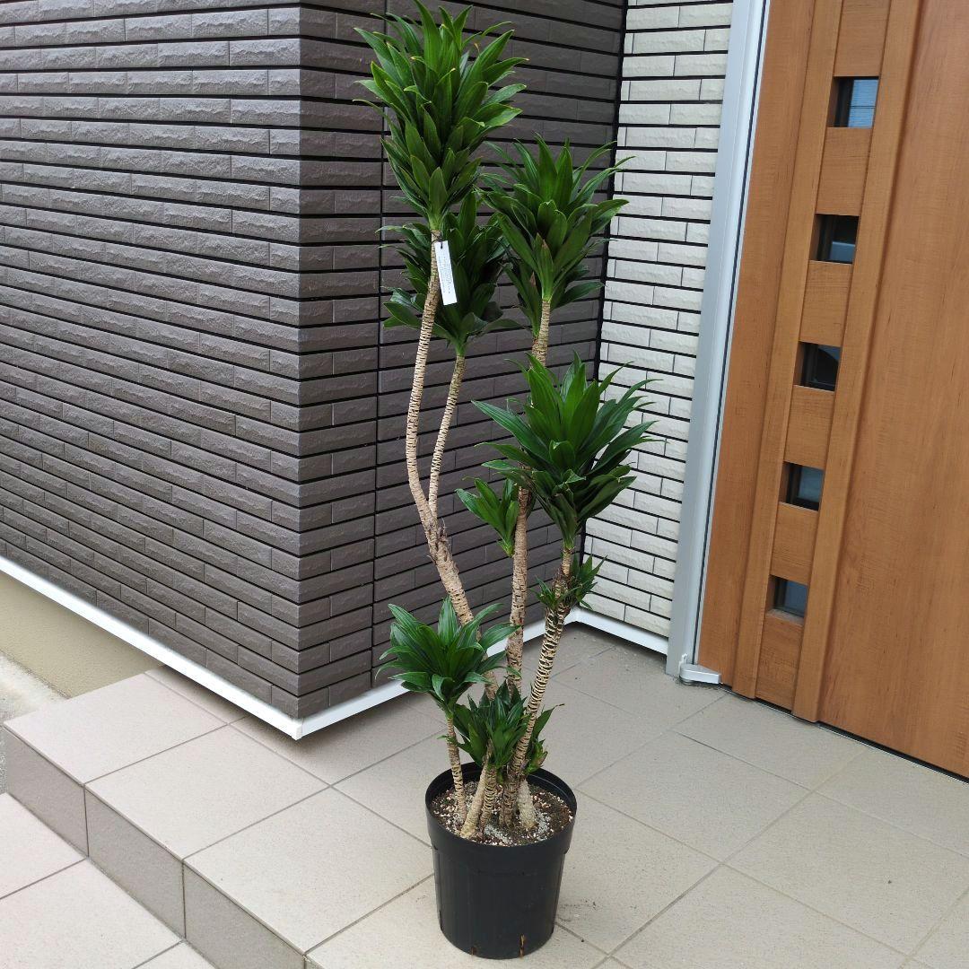 観葉植物 ドラセナ コンパクタ ８号鉢
