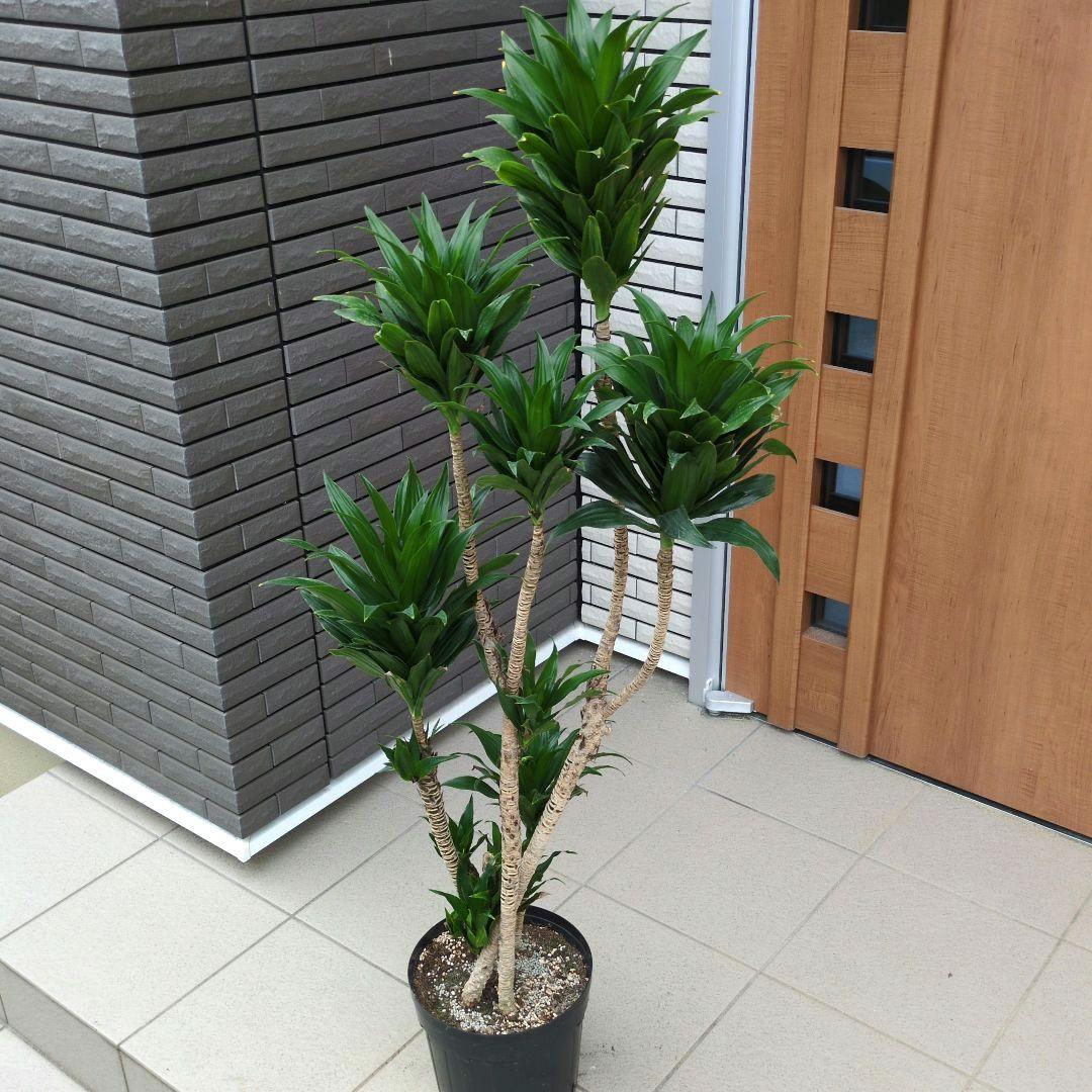 観葉植物 ドラセナ コンパクタ ８号鉢