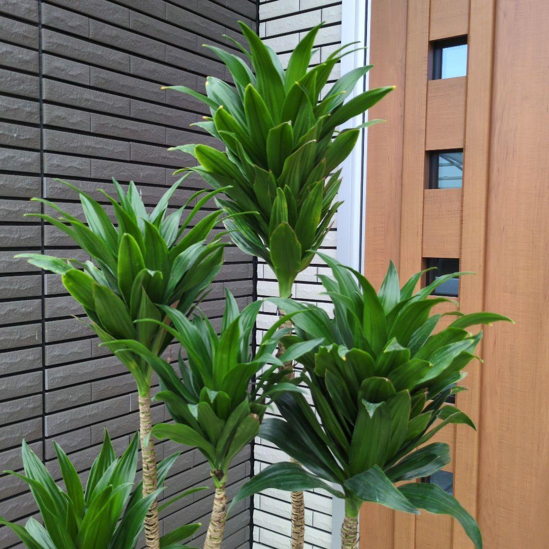 観葉植物 ドラセナ コンパクタ ８号鉢