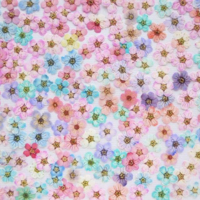 LIZ様専用♡【訳あり】押し花素材：コデマリ（ 578 レジン パーツ ネイル）