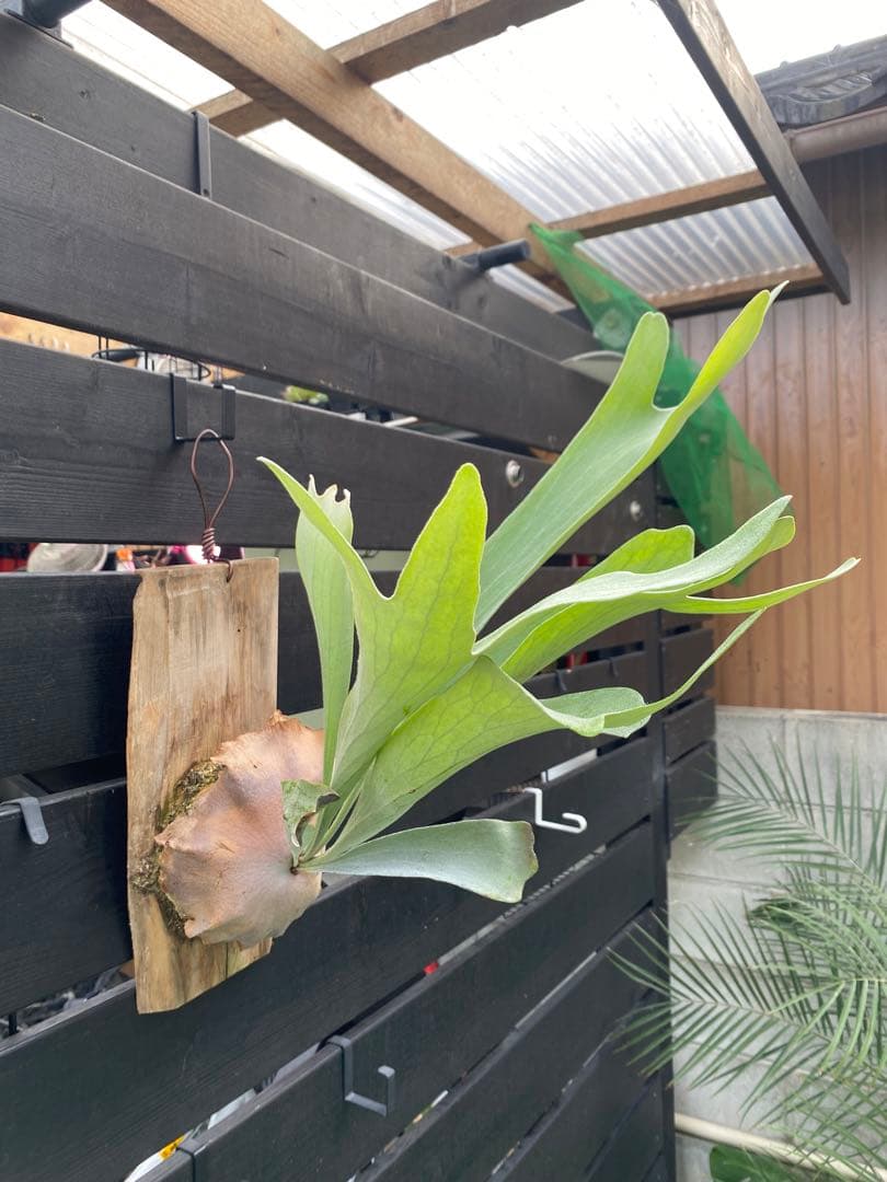 ビカクシダ　ネザーランド　P.bifurcatum 'Netherlands 5,800円