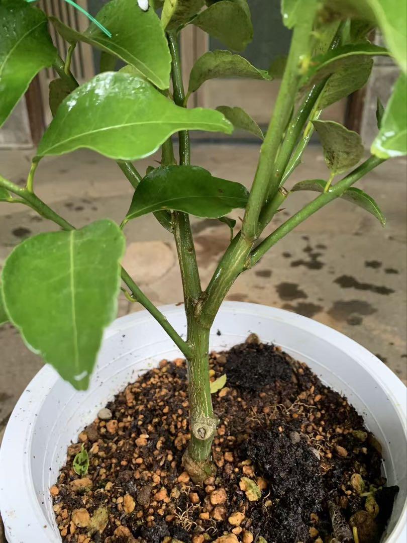 無農薬 花柚 実付き 果樹 鉢ごと発送