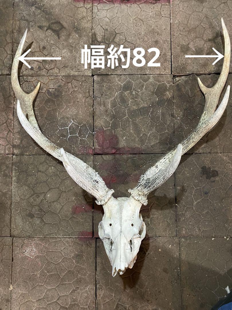 蝦夷鹿hunting trophy（deer skull）