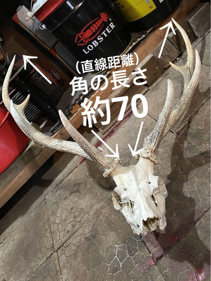 蝦夷鹿hunting trophy（deer skull）