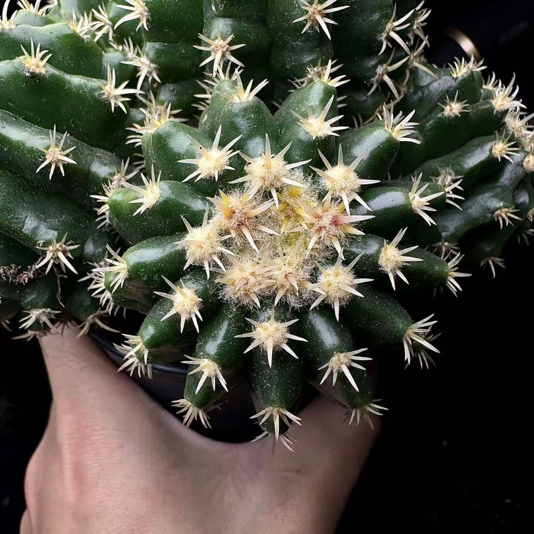 Echinocactus