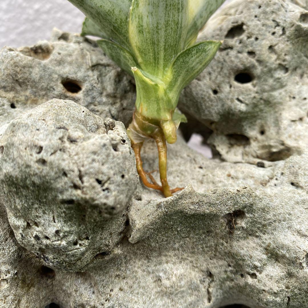 Sansevieria variegated