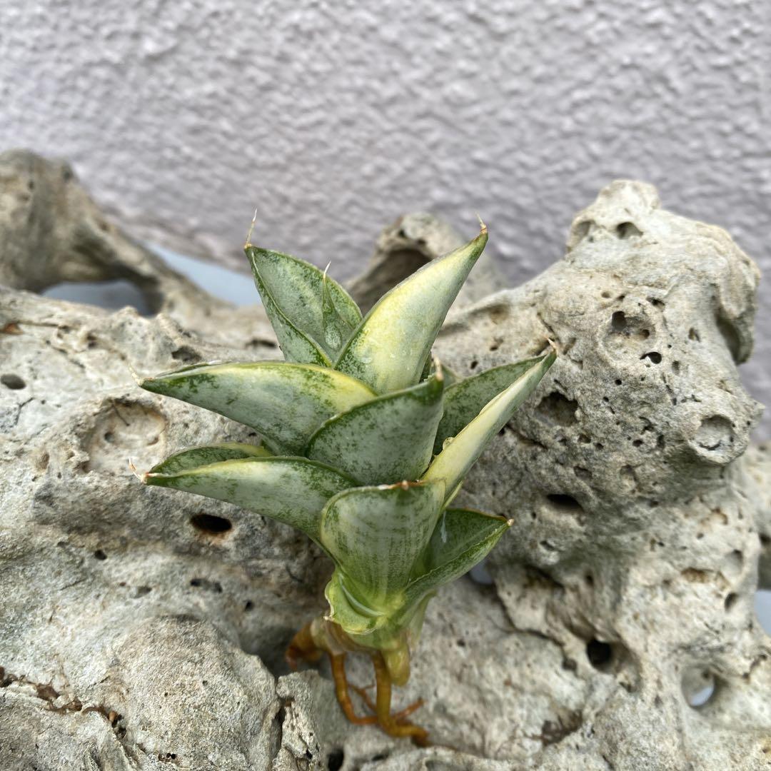 Sansevieria variegated