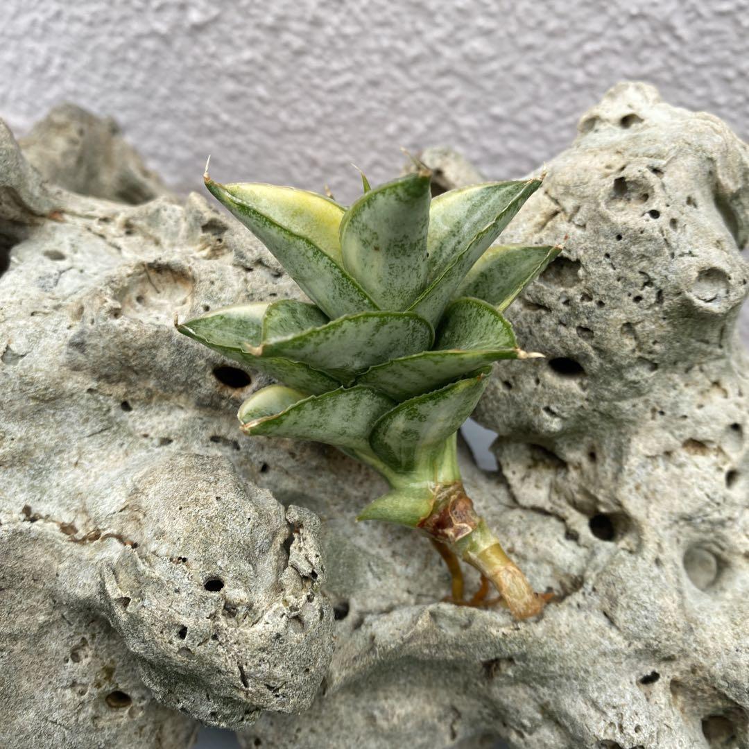 Sansevieria variegated