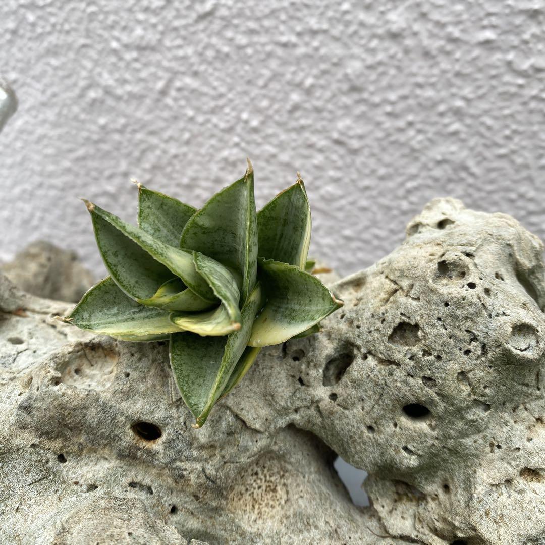 Sansevieria variegated