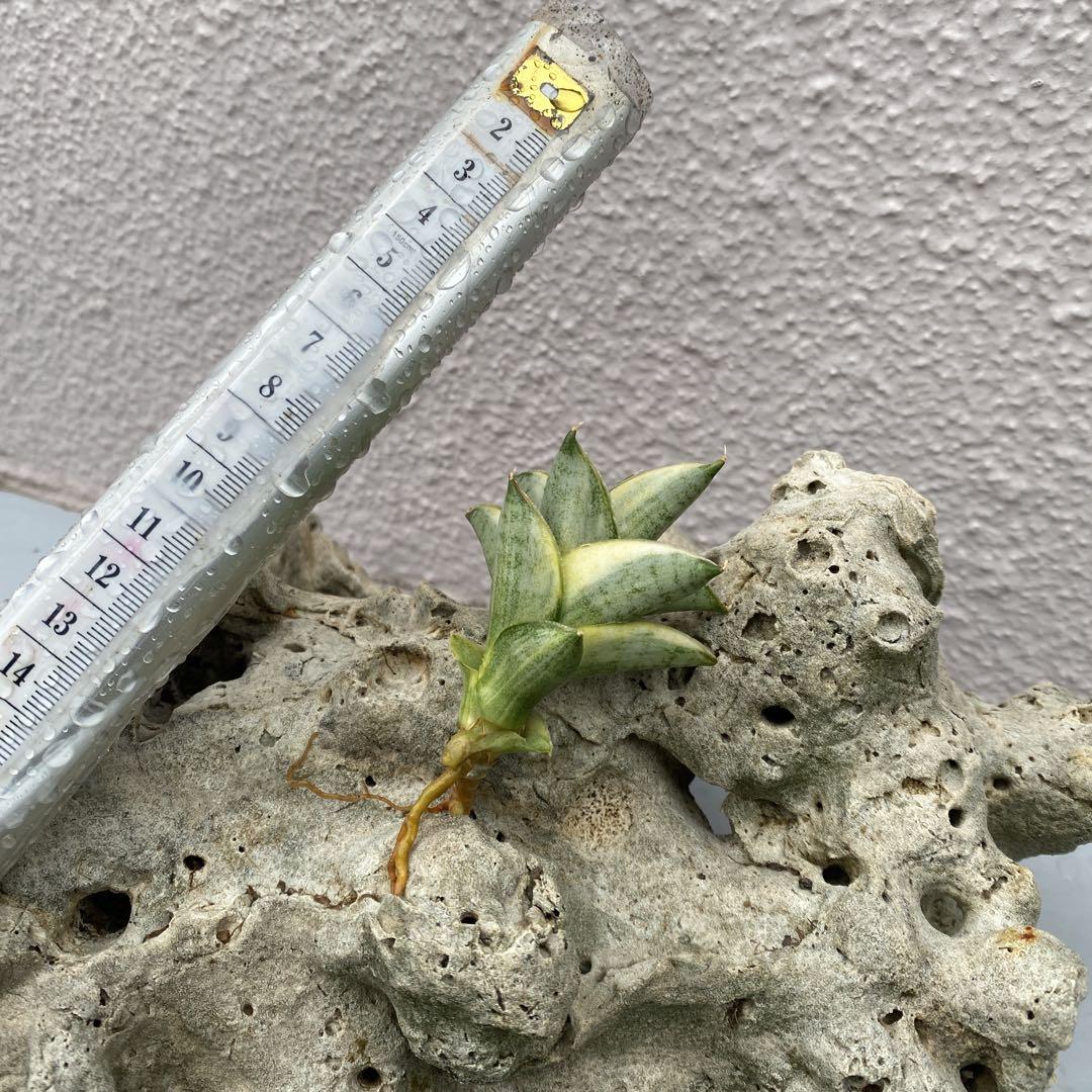 Sansevieria variegated