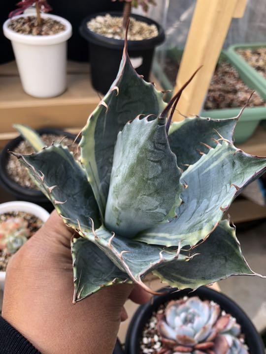 多肉植物専用出品 nLcIQ-m35912911676 NEW好評