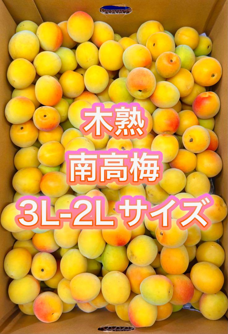 しっかり木熟‼️和歌山県産 大粒 木熟南高梅 3L2Lサイズ 2kg