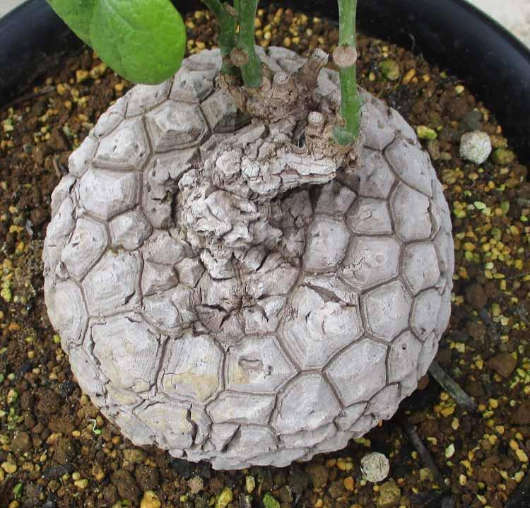 【日本産】 現品】ステファニア・スベローサ（スベローサム）8号 W3番 観葉植物 塊根植物・コーデックス