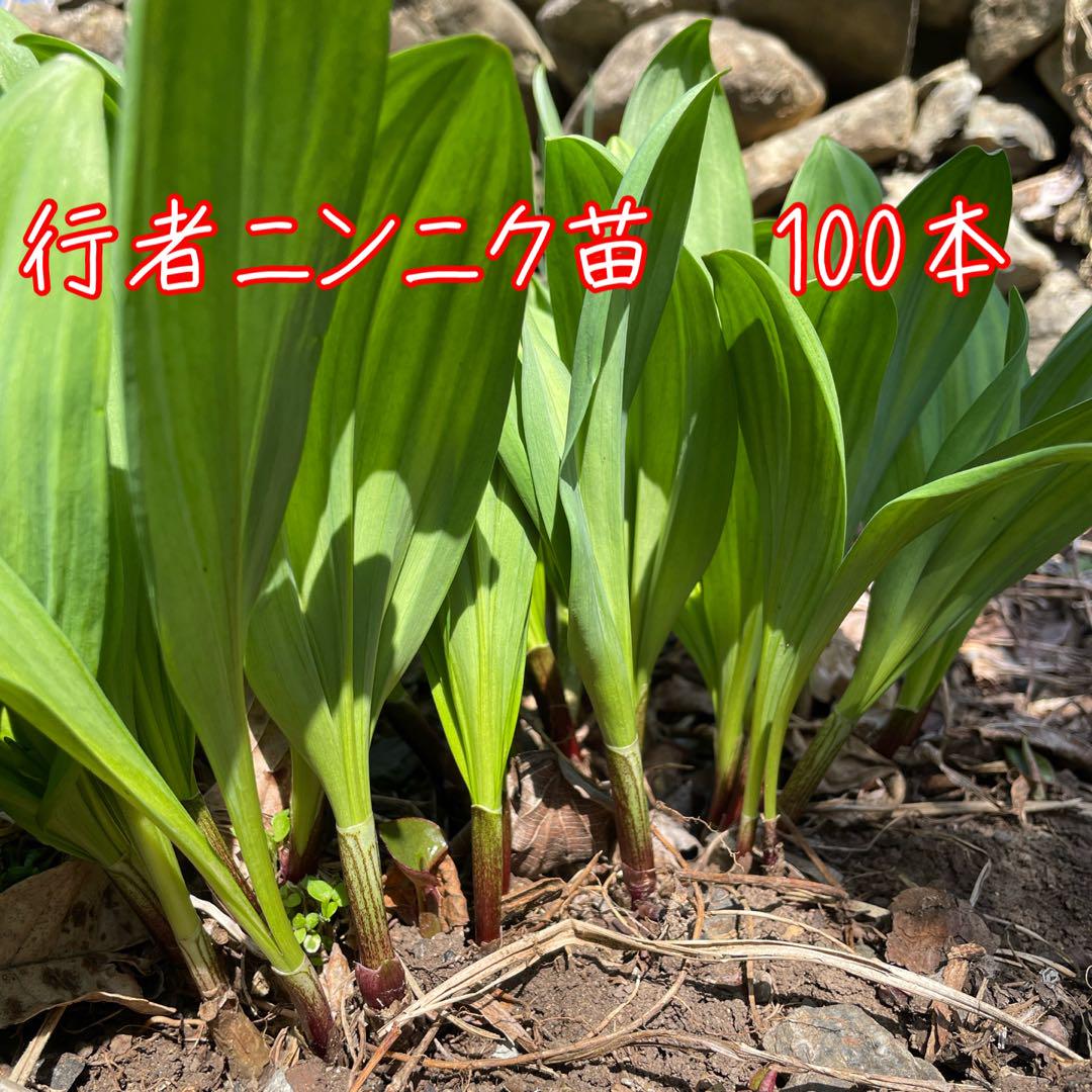 北海道十勝産　行者ニンニク　苗　アイヌネギ　100本 行者ニンニク 苗 行者にんにくアイヌネギ 100本 - 野菜快適