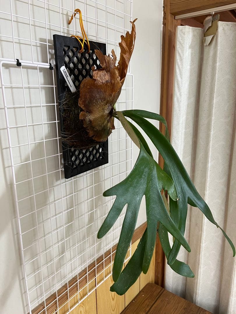 ウィリンキー目立った傷や汚れなし