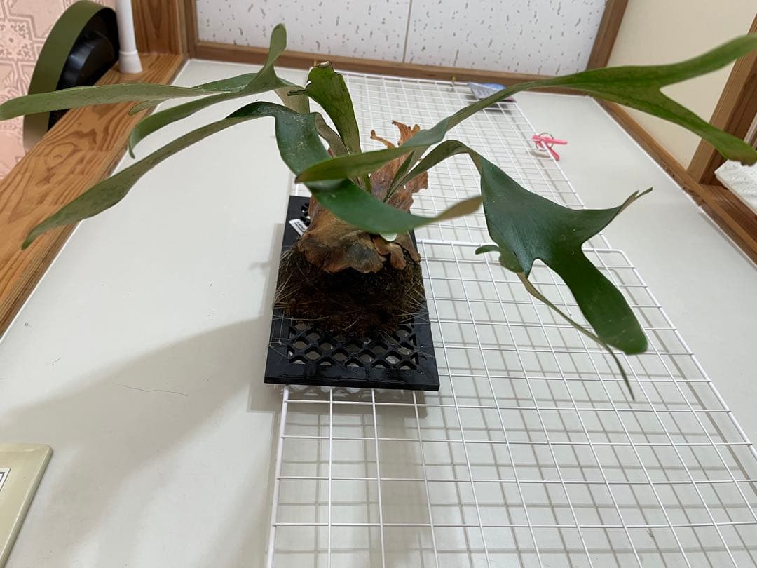 ビカクシダ ウィリンキー目立った傷や汚れなし