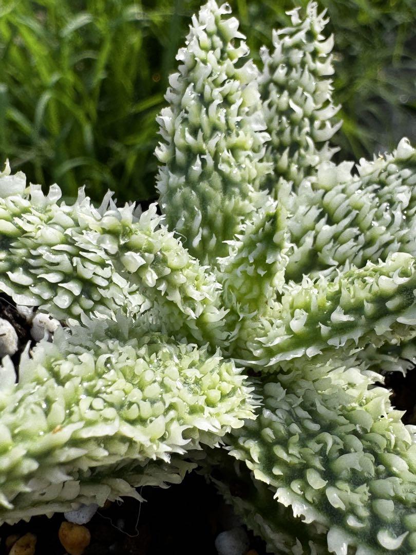 アロエ　ハイブリッド　Aloe hybrid 第四種22