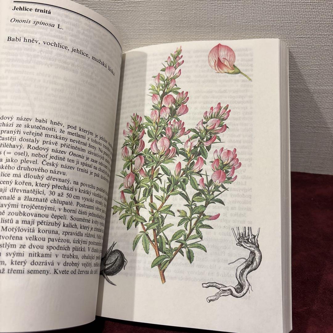 No.874【レア♡＆アンティーク】フランス　カルトナージュ　古書　装丁 ❤️セール78B⑥チェコビンテージ植物図鑑 洋書古書 ボタン