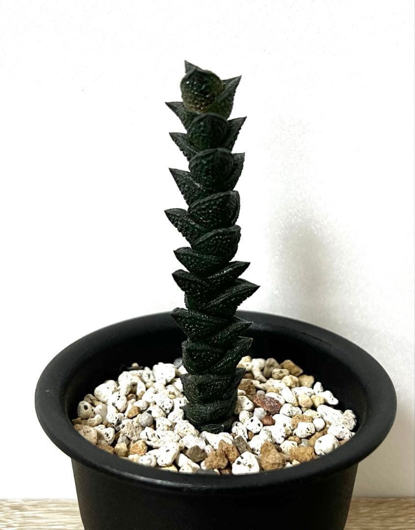 多肉植物《らくらくメルカリ便発送♪》ハオルチア・特丸葉 ★達磨ニグラ★ 抜き苗