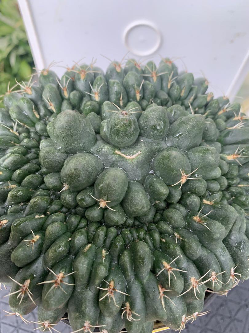 08 綴化 緋花玉 鉢付 Gymnocalycium baldianum