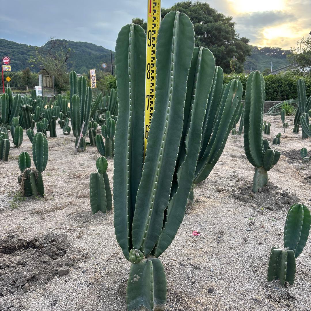 特別価格早い者勝ち　柱サボテン 鬼面角　5頭発根　サボテンブランチ　ロストラータ