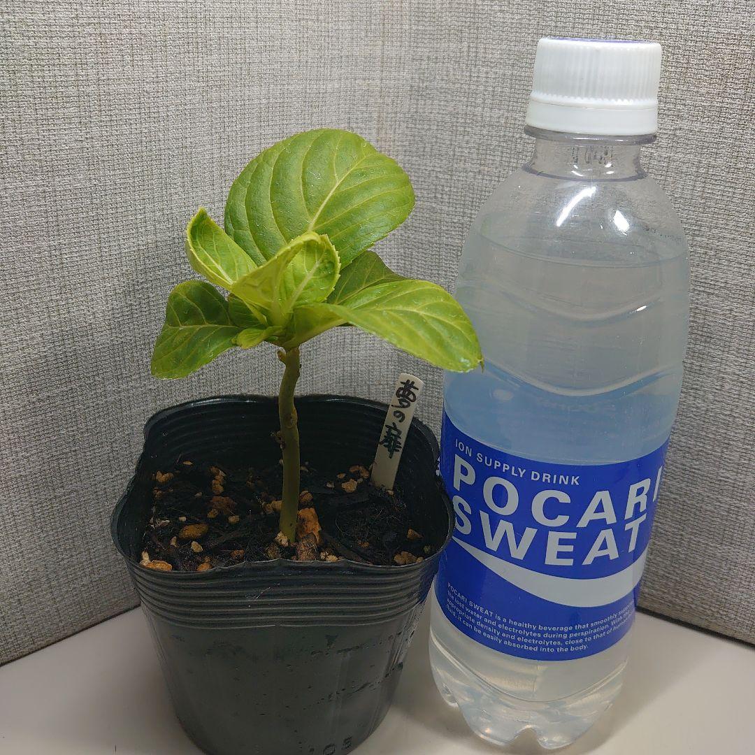 G⑳PVPアジサイ 夢の扉 10.5cmポット暁光園 ラベル付き 目立った傷や汚れなし YUZUMIYA_COM