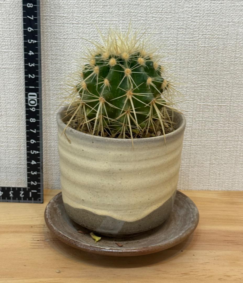 み*ん様 レア！ボカサナモンスト 自根 鉢植え メルカリ便送料込み サボテン 陶器鉢付き - メルカリ