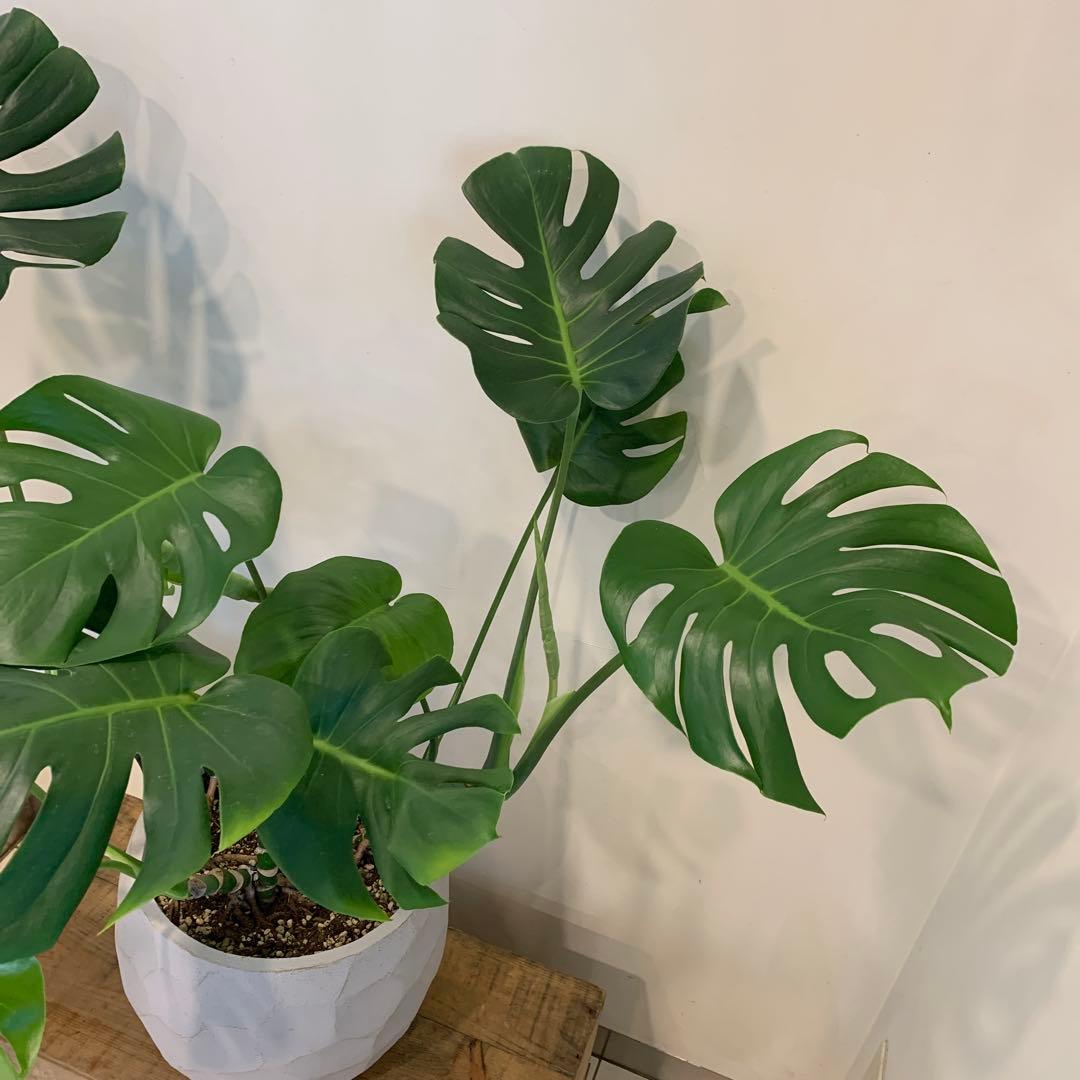 幹立ち モンステラ デリシオーサ ファイバー鉢 お皿付き