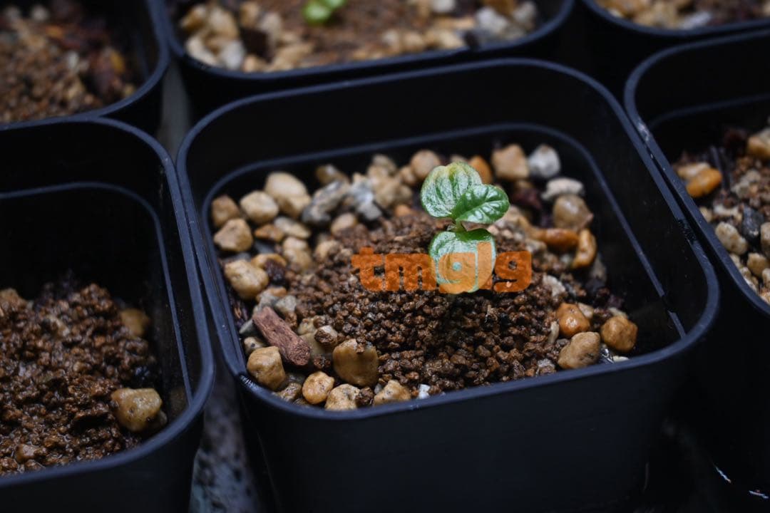 ドルステニアギガス