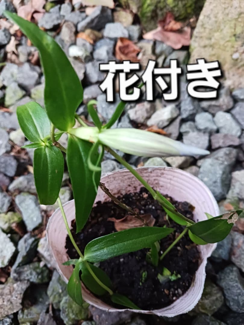 苗目立った傷や汚れなし