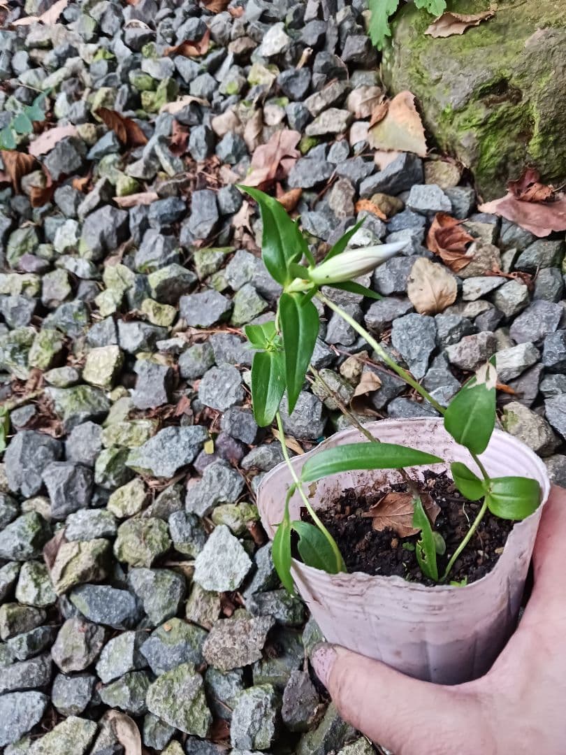 ご 用 自生リンドウポット 苗目立った傷や汚れなし YUZUMIYA_COM