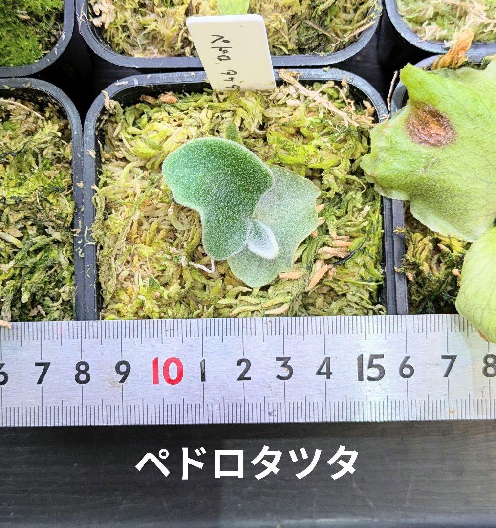ビカクシダ苗6種類セットB ビカクシダ 苗6種類セットB｜Yahoo!フリマ（旧PayPayフリマ）
