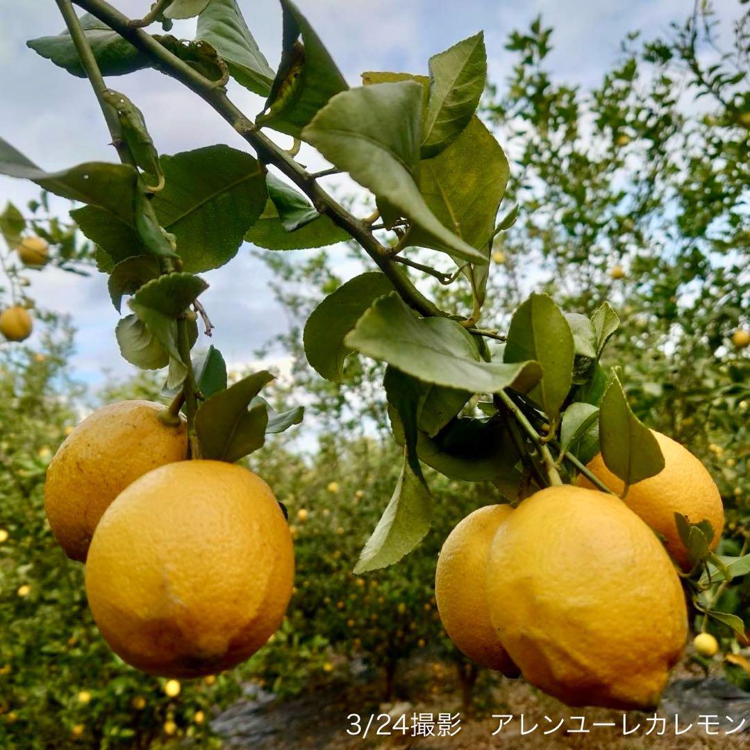 農薬不使用のレモン 10kg箱（アレンユーレカ）【愛媛の農家直送】は0417